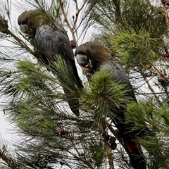 Calyptorhynchus lathami lathami (Glossy Black-Cockatoo) at Mittagong, NSW - 18 Dec 2018 by GITM3