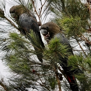 Calyptorhynchus lathami lathami at Mittagong, NSW - suppressed