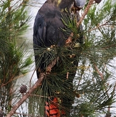 Calyptorhynchus lathami lathami at Mittagong, NSW - suppressed