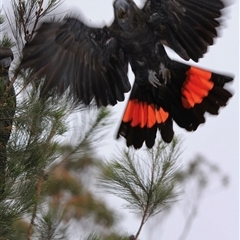 Calyptorhynchus lathami lathami at Mittagong, NSW - 18 Dec 2018