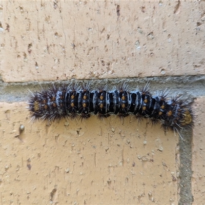 Chelepteryx collesi at Holder, ACT - 26 Dec 2024 by Miranda