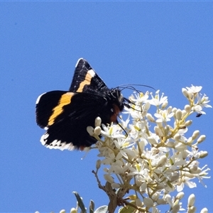 Eutrichopidia latinus (Yellow-banded Day-moth) at Hawker, ACT by AlisonMilton