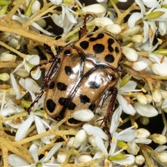 Neorrhina punctata (Spotted flower chafer) at Hawker, ACT - 23 Dec 2024 by AlisonMilton