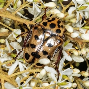 Neorrhina punctatum (Spotted flower chafer) at Hawker, ACT by AlisonMilton