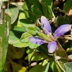 Unverified Other Wildflower or Herb at Narangba, QLD - 26 Dec 2024 by trevorpreston