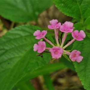 Lantana camara (Lantana) at Narangba, QLD by trevorpreston