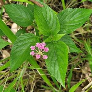 Lantana camara at Narangba, QLD - 26 Dec 2024 09:09 AM