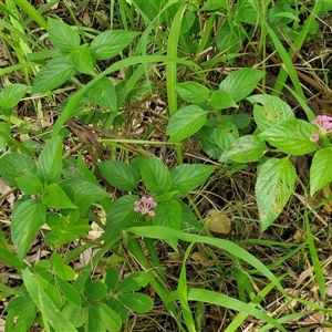 Lantana camara at Narangba, QLD - 26 Dec 2024 09:09 AM