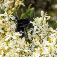 Scoliidae (family) (Unidentified Hairy Flower Wasp) at Hawker, ACT - 24 Dec 2024 by AlisonMilton