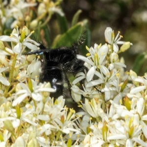 Scoliidae sp. (family) (Unidentified Hairy Flower Wasp) at Hawker, ACT by AlisonMilton