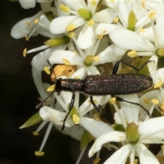 Eleale aspera (Clerid beetle) at Hawker, ACT - 24 Dec 2024 by AlisonMilton