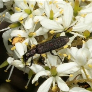 Eleale aspera at Hawker, ACT - 24 Dec 2024 11:05 AM