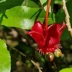 Unidentified Other Shrub at Narangba, QLD - 25 Dec 2024 by trevorpreston