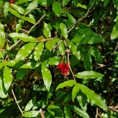 Ochna serrulata at Narangba, QLD - 26 Dec 2024