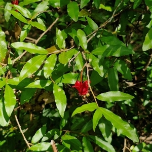 Ochna serrulata at Narangba, QLD - 26 Dec 2024