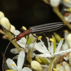 Syllitus microps (Longicorn or Longhorn beetle) at Hawker, ACT - 24 Dec 2024 by AlisonMilton