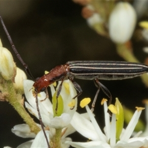 Syllitus rectus at Hawker, ACT - 24 Dec 2024 11:02 AM