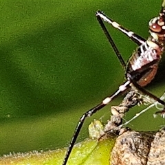 Torbia viridissima at Narangba, QLD - 26 Dec 2024