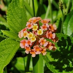 Lantana camara at Narangba, QLD - 25 Dec 2024 by trevorpreston