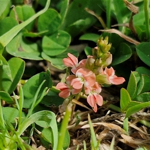 Unidentified Other Wildflower or Herb at Narangba, QLD by trevorpreston