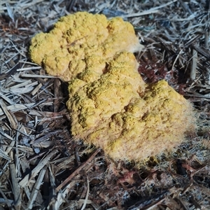 Fuligo septica at Murrumbateman, NSW - suppressed