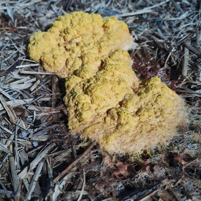 Fuligo septica (Scrambled egg slime) at Murrumbateman, NSW - 26 Dec 2024 by Tess