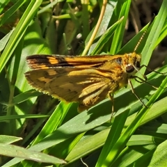 Ocybadistes walkeri (Green Grass-dart) at Narangba, QLD - 26 Dec 2024 by trevorpreston