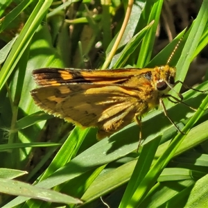 Ocybadistes walkeri at Narangba, QLD - 26 Dec 2024 09:00 AM