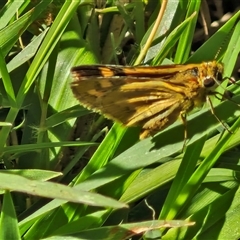 Ocybadistes walkeri at Narangba, QLD - 26 Dec 2024 09:00 AM