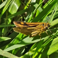 Ocybadistes walkeri at Narangba, QLD - 26 Dec 2024 09:00 AM