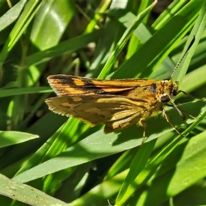 Ocybadistes walkeri at Narangba, QLD - 26 Dec 2024 09:00 AM