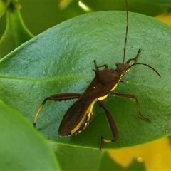 Unidentified True bug (Hemiptera, Heteroptera) at Narangba, QLD - 25 Dec 2024 by trevorpreston