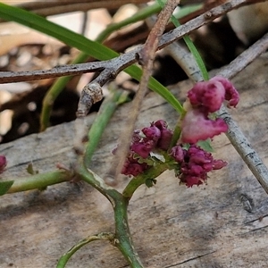 Unidentified Other Wildflower or Herb at Narangba, QLD by trevorpreston