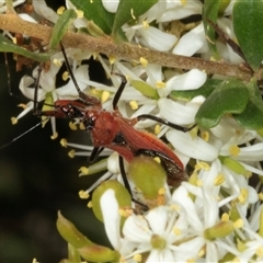 Gminatus australis (Orange assassin bug) at Hawker, ACT - 24 Dec 2024 by AlisonMilton