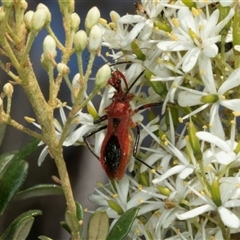 Gminatus australis at Hawker, ACT - 24 Dec 2024 09:40 AM