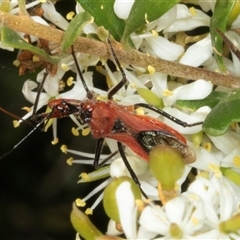 Gminatus australis at Hawker, ACT - 24 Dec 2024