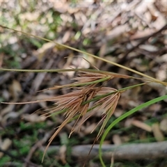 Themeda triandra at Narangba, QLD - 25 Dec 2024 by trevorpreston