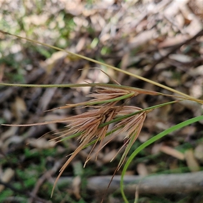 Themeda triandra at Narangba, QLD - 25 Dec 2024 by trevorpreston