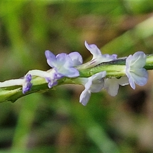 Unidentified Other Wildflower or Herb at Narangba, QLD by trevorpreston