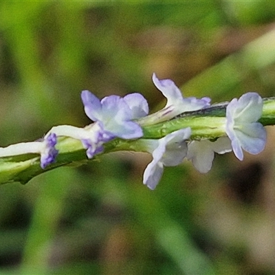 Unverified Other Wildflower or Herb at Narangba, QLD - 26 Dec 2024 by trevorpreston