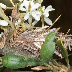 Unidentified Case moth (Psychidae) at Hawker, ACT - 23 Dec 2024 by AlisonMilton