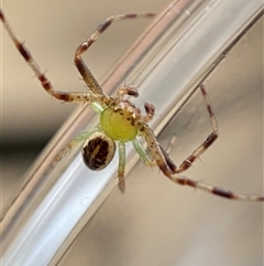 Thomisidae (family) (Unidentified Crab spider or Flower spider) at Jerrabomberra, NSW - 26 Dec 2024 by SteveBorkowskis