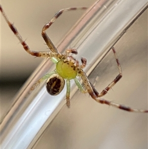 Thomisidae (family) at Jerrabomberra, NSW - 26 Dec 2024