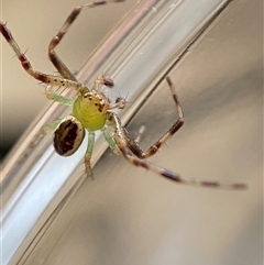 Thomisidae (family) at Jerrabomberra, NSW - 26 Dec 2024