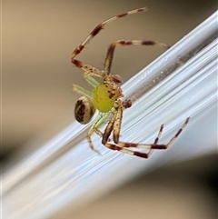 Thomisidae (family) at Jerrabomberra, NSW - 26 Dec 2024