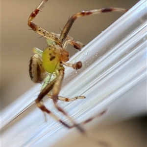 Thomisidae (family) at Jerrabomberra, NSW - 26 Dec 2024