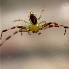 Thomisidae (family) at Jerrabomberra, NSW - 26 Dec 2024