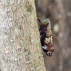 Platybrachys decemmacula (Green-faced gum hopper) at Narangba, QLD - 26 Dec 2024 by trevorpreston