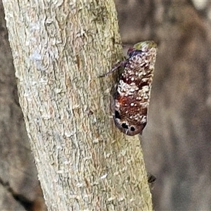 Platybrachys decemmacula at Narangba, QLD - 26 Dec 2024