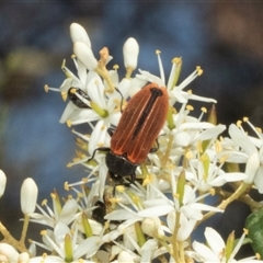 Castiarina erythroptera (Lycid Mimic Jewel Beetle) at Hawker, ACT - 24 Dec 2024 by AlisonMilton